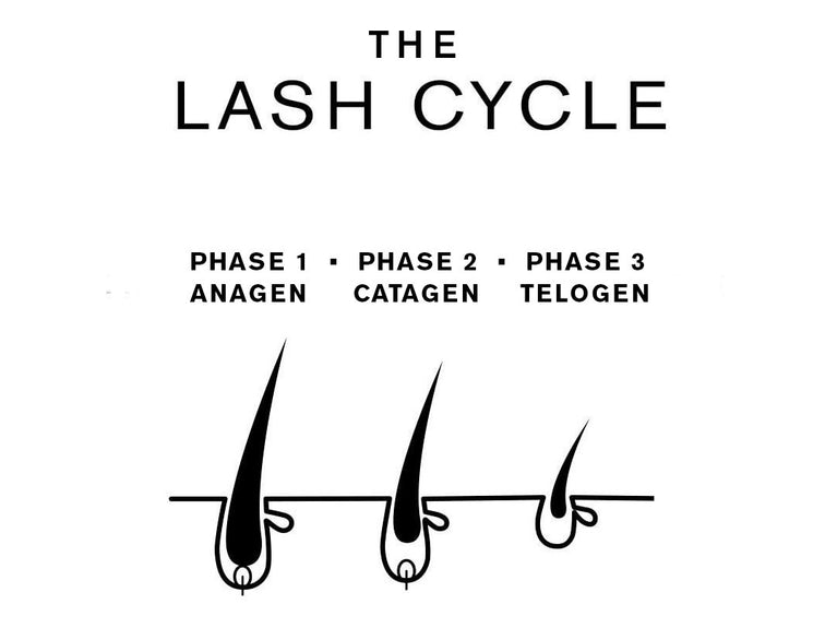 Lo que Necesita Saber Sobre el Ciclo de Pestañas